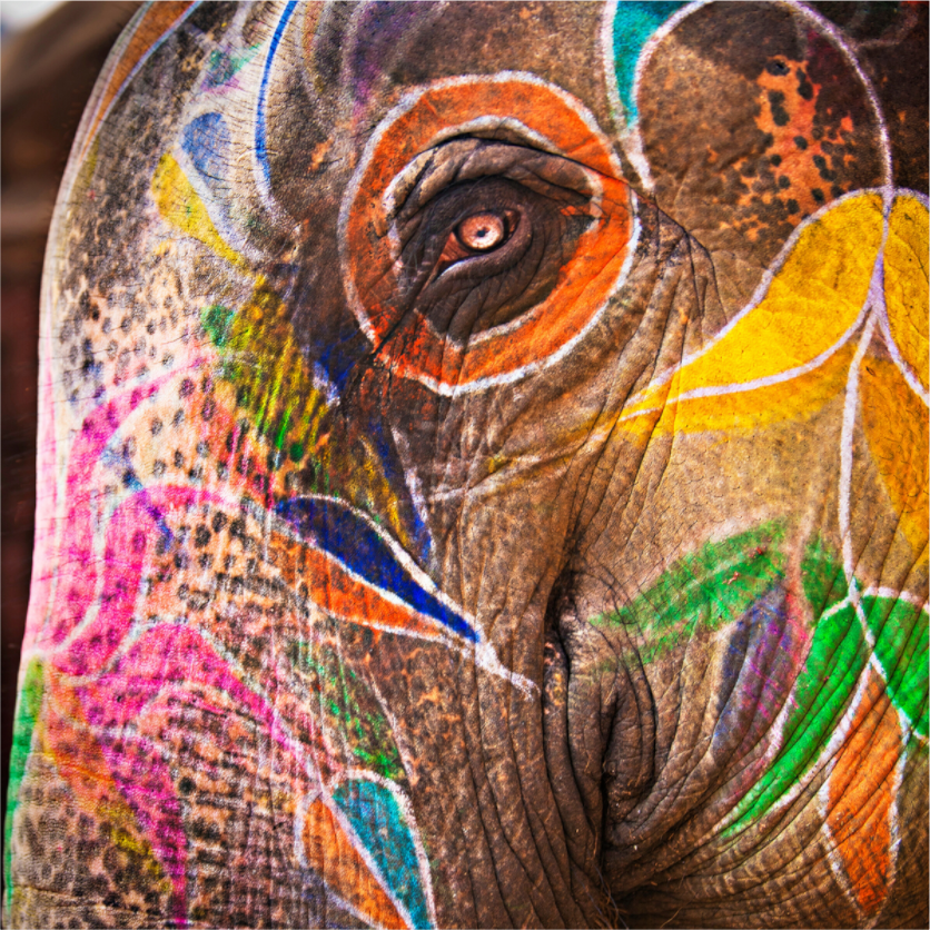 India No. 03 — Elephant's Eye — photograph by Xavier Arnau