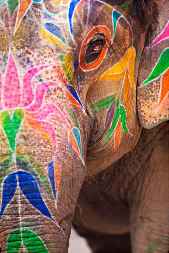 India No. 01 — Lotus Skin — photograph by Xavier Arnau